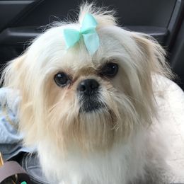 Sage - Shih Tzu