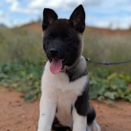 AKC Kiko - Black female Akita puppy in Tombstone, Arizona from WeVolution Off-Grid