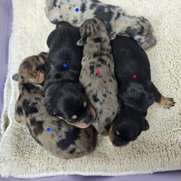 Black and tan female - Black and tan female Dachshund puppy in Belle Rive, Illinois from Akin's Miniature Dachshunds, LLC