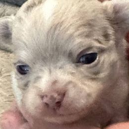 Chihuahuas from Palmetto Paws Chihuahuas