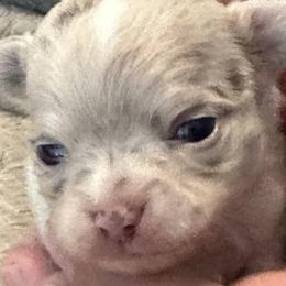 Chihuahuas from Palmetto Paws Chihuahuas