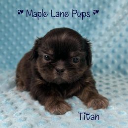 Titan - Black and tan male Shih Tzu puppy in Marion, Michigan from Maple Lane Pups