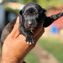 Billy - Black brindle male Dutch Shepherd puppy in San Jose, California from Brandon's Dutch Shepherds