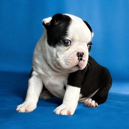 AKC Polo - Black brindle and white male Boston Terrier puppy in Galena, Kansas from RottNBostons