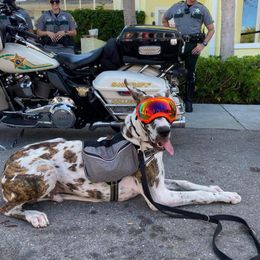 Great Dane Puppies from F&B Kennels