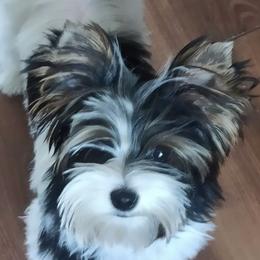 Apolo - Yorkshire Terrier