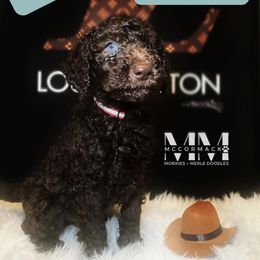 Double Doodle and Morkie Puppies from McCormack Morkies + Merle Doodles