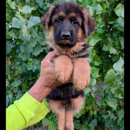 Purple collar - Black and red female German Shepherd puppy in Stockton, California from Zaragoza German Shepherds