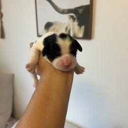 Cavalier King Charles Spaniel, Cavapoo, Maltipoo, and Poodle Puppies from Lainy's Cottage Puppies