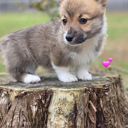 L6 - Red female Pembroke Welsh Corgi puppy in Jacksonville, Texas from ArmnalegRanch LLC