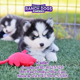 Kaiden - Black and white male Pomsky puppy in Humeston, Iowa from M.A.R. Dogs