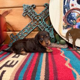 Longhair female - Chocolate female Dachshund puppy in Pleasant Plains, Arkansas from JGBs Silver Spur Dachshunds