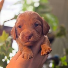 Kona - Wheaten female Dachshund puppy in Windom, Minnesota from Wyrmhund Dachshunds