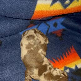 Buyer will name G2 - Dapple female Dachshund puppy in Stilwell, Oklahoma from Hoop's Dachshund