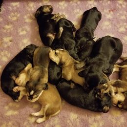 Otterhound Puppies from Crossroads Otterhounds