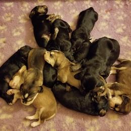 Otterhound Puppies from Crossroads Otterhounds