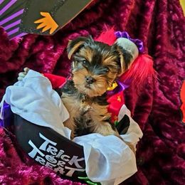 Yorkshire Terrier Puppies from Kathryn's Yorkies