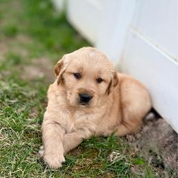 Tulip - Golden female Golden Retriever puppy in Payette, Idaho from Stonewick Retrievers