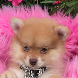 Pomeranian Puppies from Regal Poms