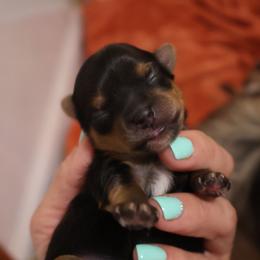 Gia - Black and tan female Yorkshire Terrier puppy in Greenwood, Wisconsin from Selah and Co.