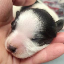Boy 2 - Black and white male Companion Cross puppy in Davenport, Washington from Lovely Ladies and Little Asses Miniature Equines (L3A Pomeranians & Papillons)