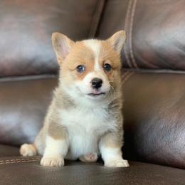 Pembroke Welsh Corgi Puppies from Nunas Corgis