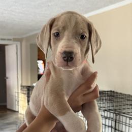 Orange collar - Mantle male Great Dane puppy in Loris, South Carolina from Days Danes