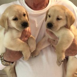 Labrador Retrievers from Shadybry Labradors