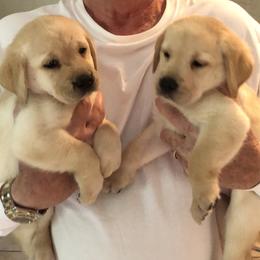 Labrador Retrievers from Shadybry Labradors