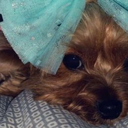Yorkshire Terriers from Tenn's Yorkshire Terriers