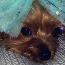 Yorkshire Terriers from Tenn's Yorkshire Terriers