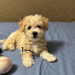 Yeti-White Collar - White male Bichon Frise puppy in 63101 (St. Louis Metro Area), Missouri from BichonSTL
