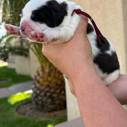 Burgundy collar - White and brown male Saint Bernard puppy in Ramona, California from Buendias Ranch Saint Bernards & Bernese Mountain Dogs