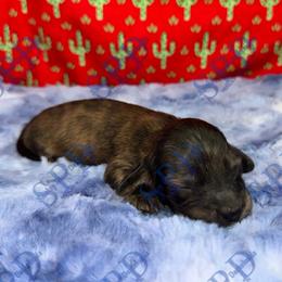 Rocky - Brindle male Dachshund puppy in Onalaska, Texas from Smokey Pines Dachshunds