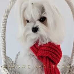 Maltese puppies from Amore Maltese