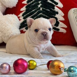 Tackle - Cream male French Bulldog puppy in Shields, Michigan from Mid-Michigan Frenchies
