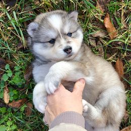 Pomsky Puppies from Oxsana Perfect Pomsky- 5 puppies available