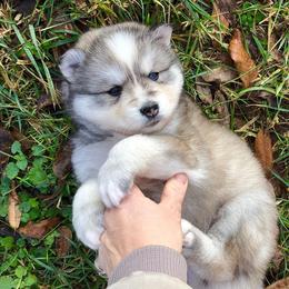 Pomsky Puppies from Oxsana Perfect Pomsky- 5 puppies available