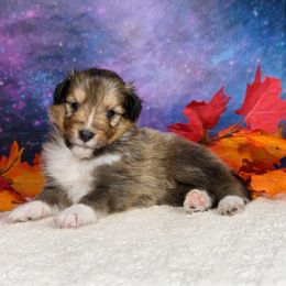 Cinderella - Sable and white female Shetland Sheepdog puppy in Elk, Washington from Asgard Shetland Sheepdogs