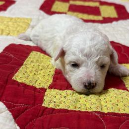 Taco - black collar - White male Bichon Frise puppy in 63101 (St. Louis Metro Area), Missouri from BichonSTL