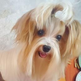 Bianca - Yorkshire Terrier