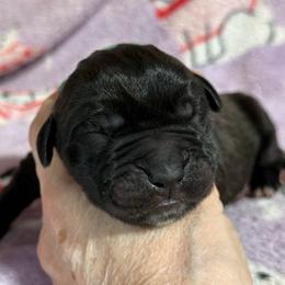 Green - Black brindle male Cane Corso puppy in Paris, Texas from Knucklehead Cane Corso
