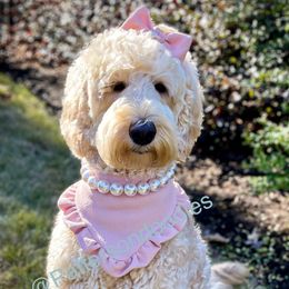 Double Doodles and Goldendoodles from Patterson Doodles GVL