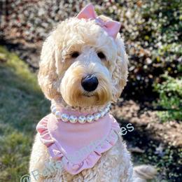 Double Doodles and Goldendoodles from Patterson Doodles GVL