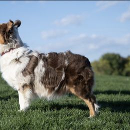 Piper - Australian Shepherd