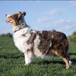 Piper - Australian Shepherd