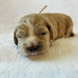 Rachel - Buff and white female Cockapoo puppy in Adrian, Oregon from ApplebyFarm