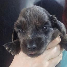 Bailey - Dapple female Dachshund puppy in Bigfork, Minnesota from Long Ears and Long Dogs Ranch