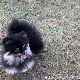 Pomeranian Puppies from Silver’s Reigning Heir Poms