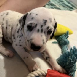 Dalmatian Puppies from Hallmark Dalmatians;
